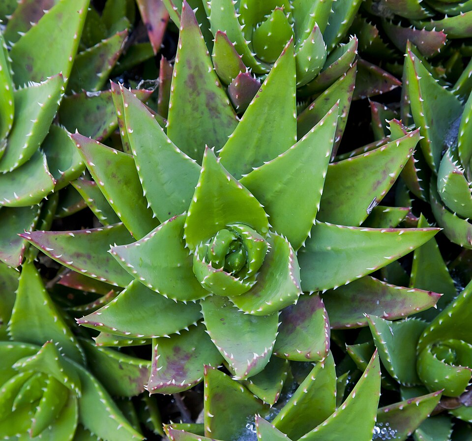 Aloe