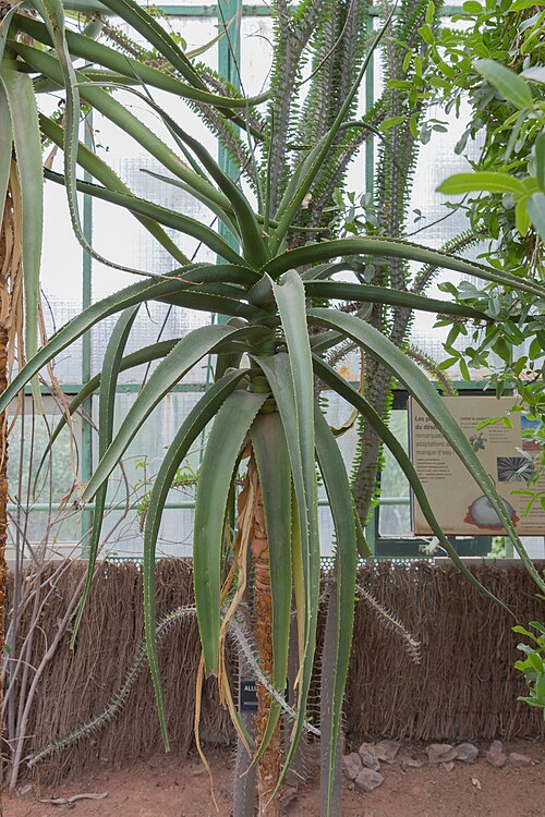 Aloe