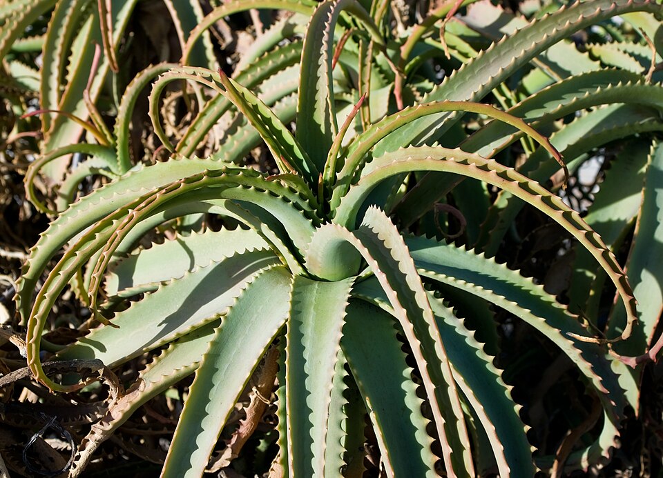 Candelabra Aloe