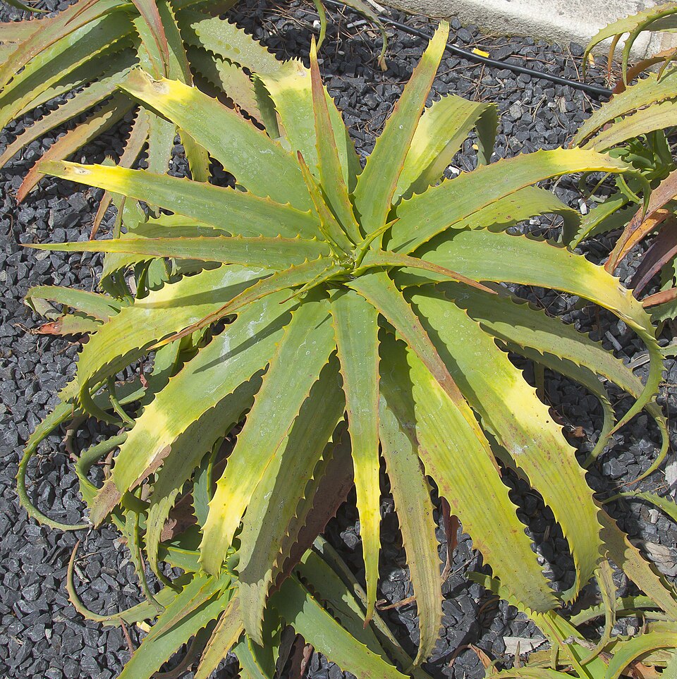 Candelabra Aloe