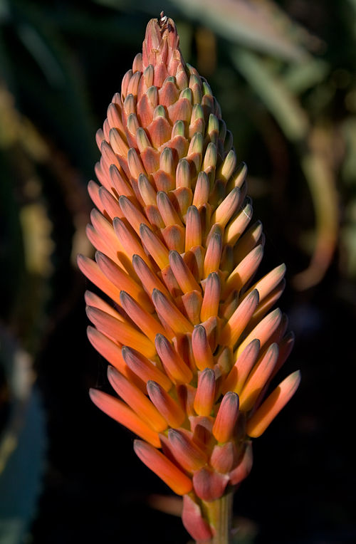 Candelabra Aloe