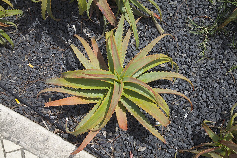 Candelabra Aloe