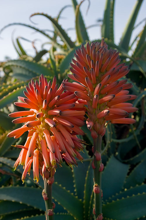 Candelabra Aloe
