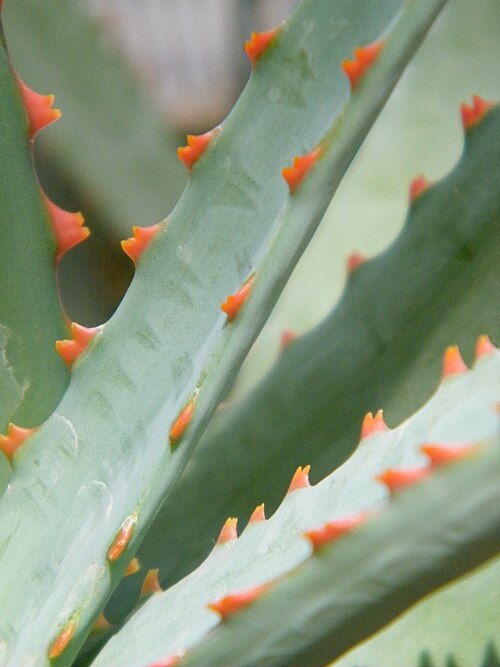 Perry's Aloe
