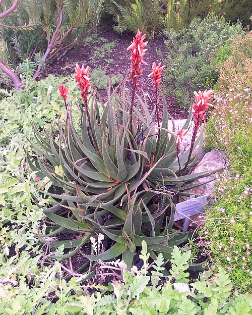 Fynbos Aloe
