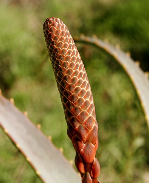 Barbados Aloe