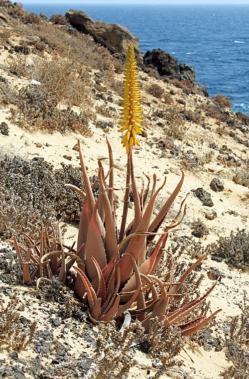 Barbados Aloe