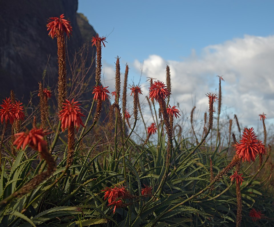Barbados Aloe