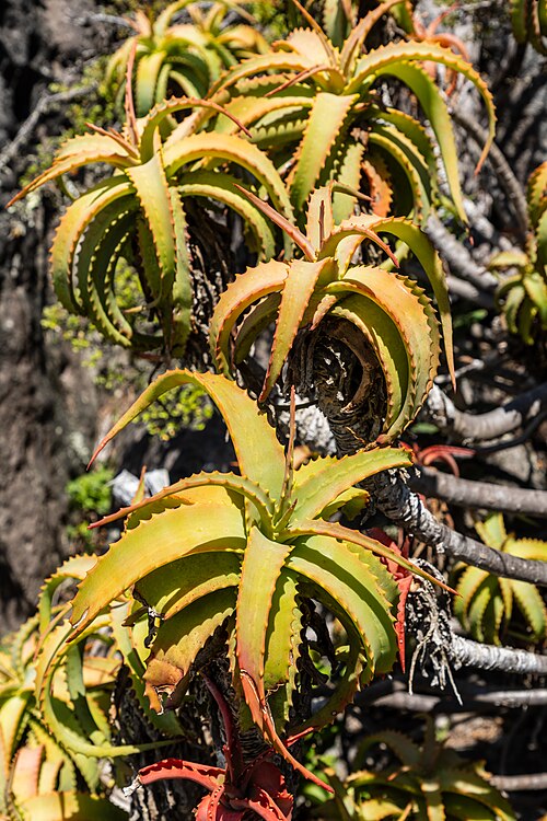 Barbados Aloe
