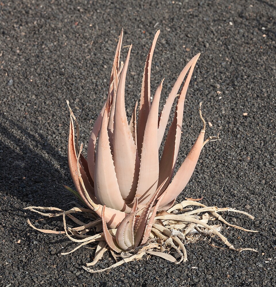 Barbados Aloe