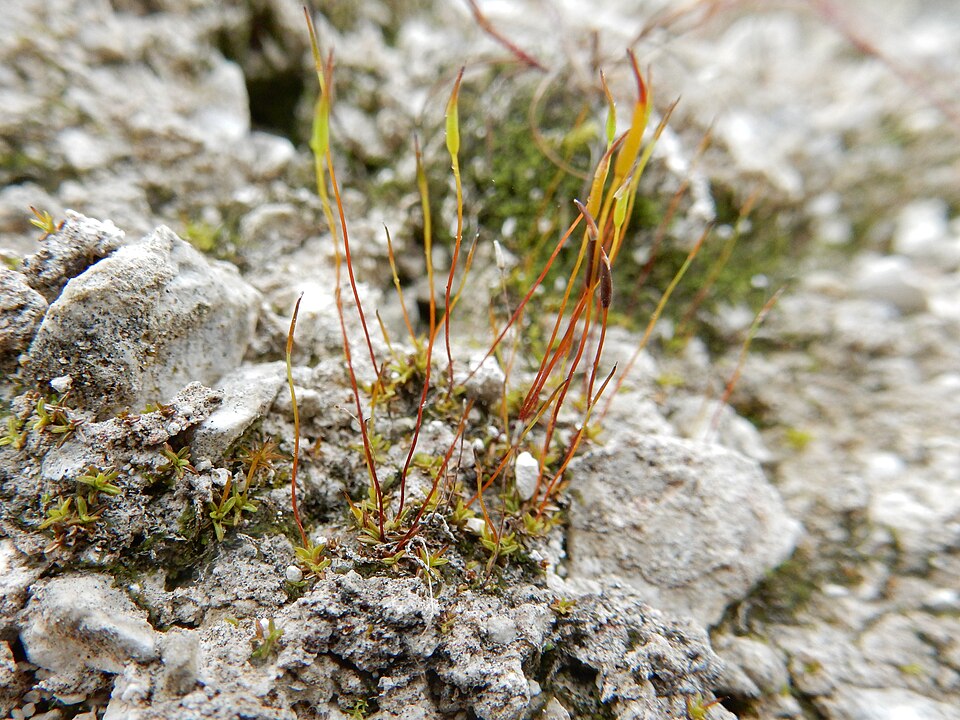 Aloina Moss