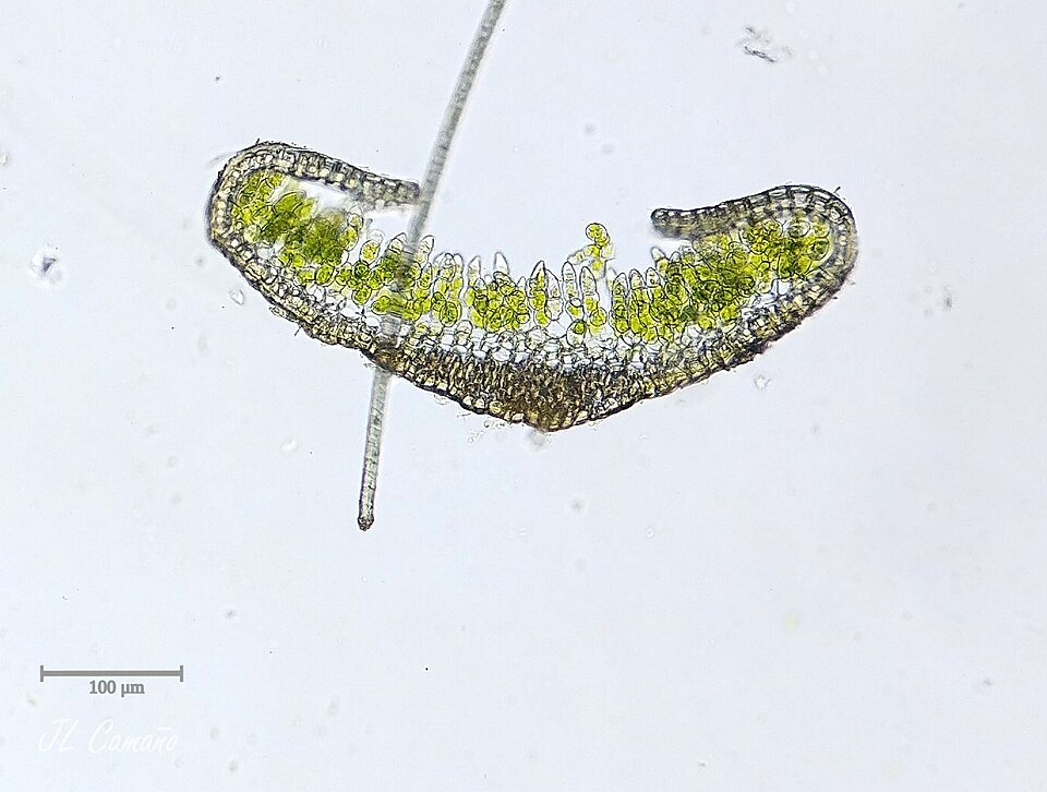 Aloina Moss