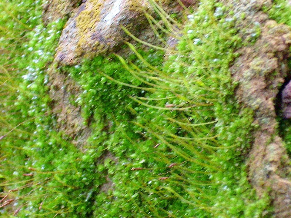 Aloina Moss