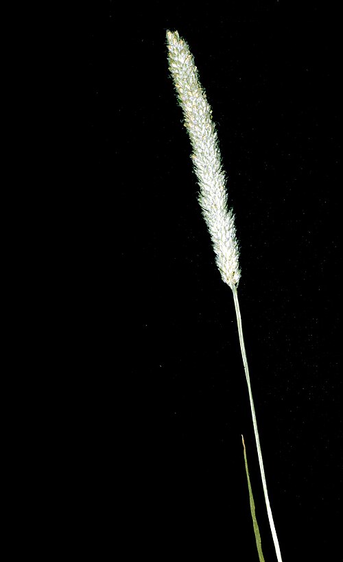 Shortawn Foxtail