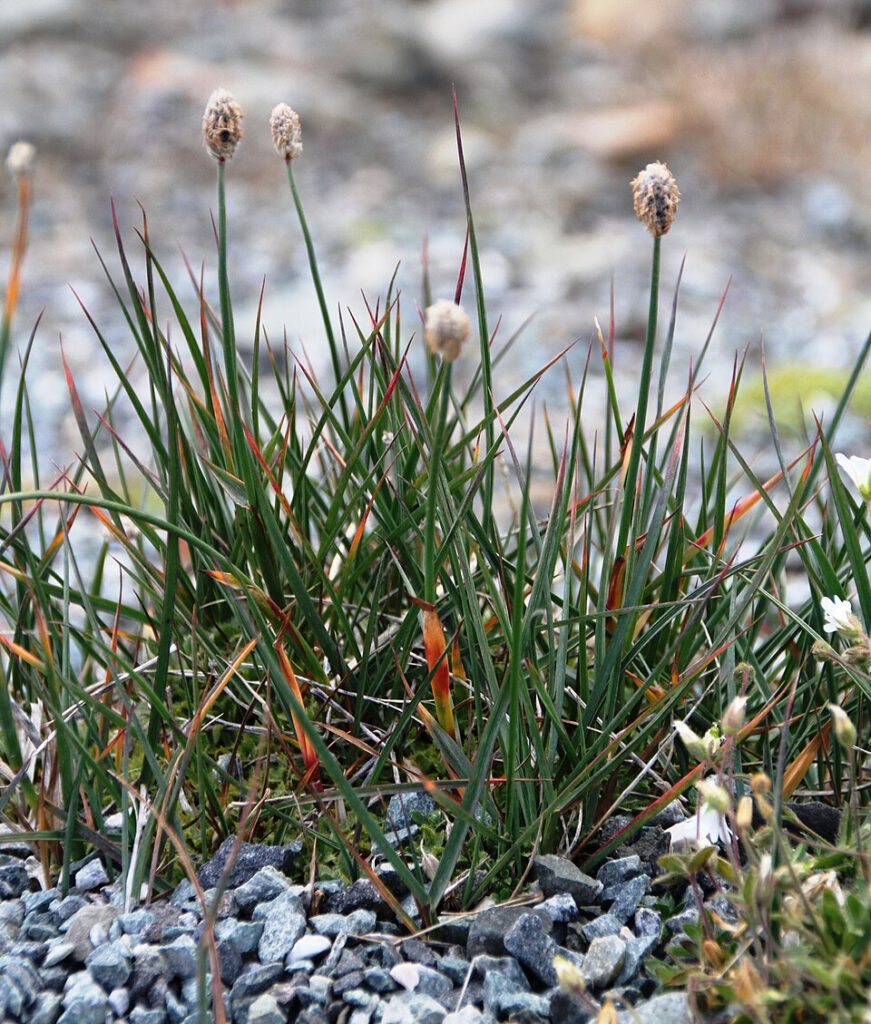 Alpine Meadow-Foxtail