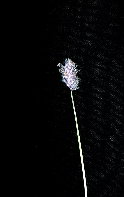 Alpine Meadow-Foxtail