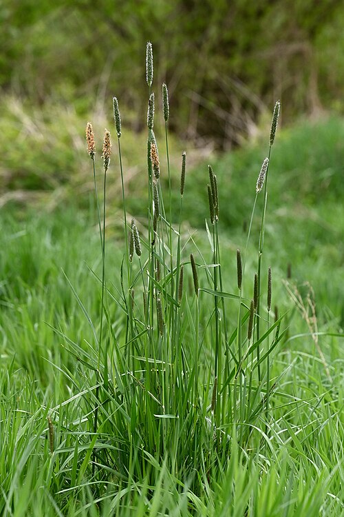 Meadow Foxtail