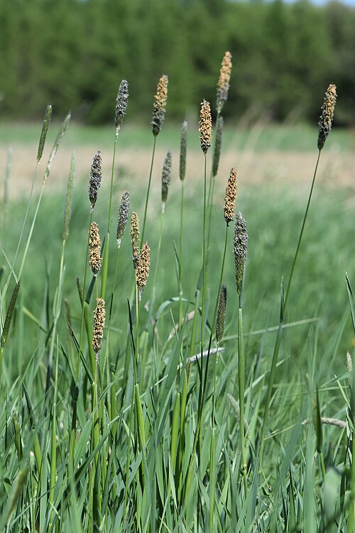 Meadow Foxtail