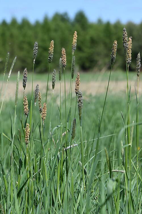 Meadow Foxtail
