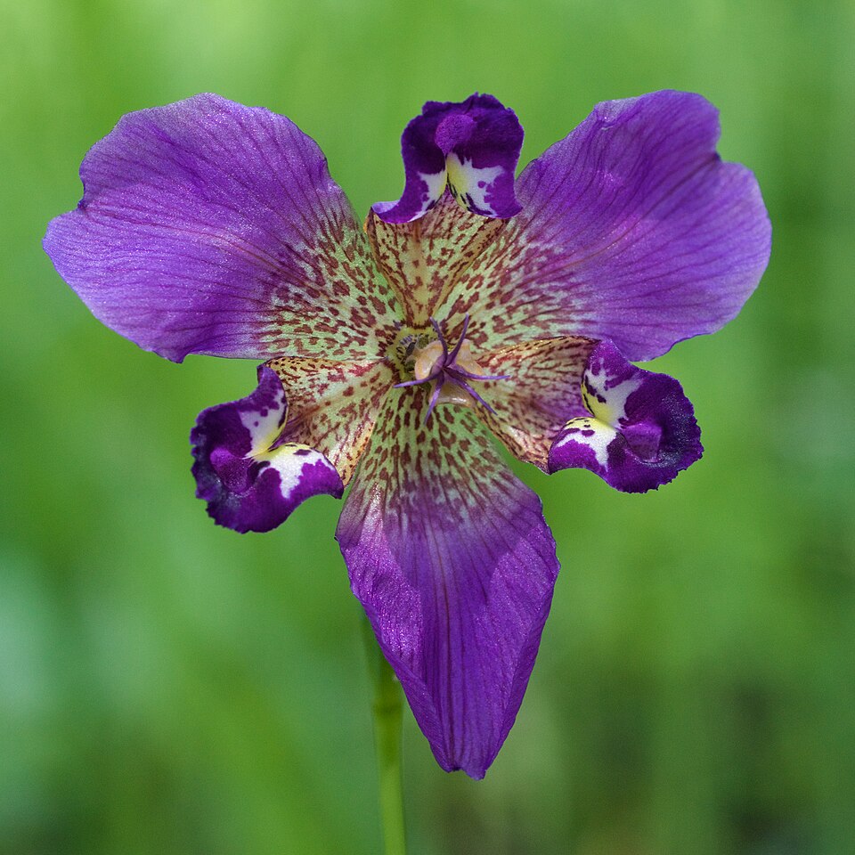 Alophia