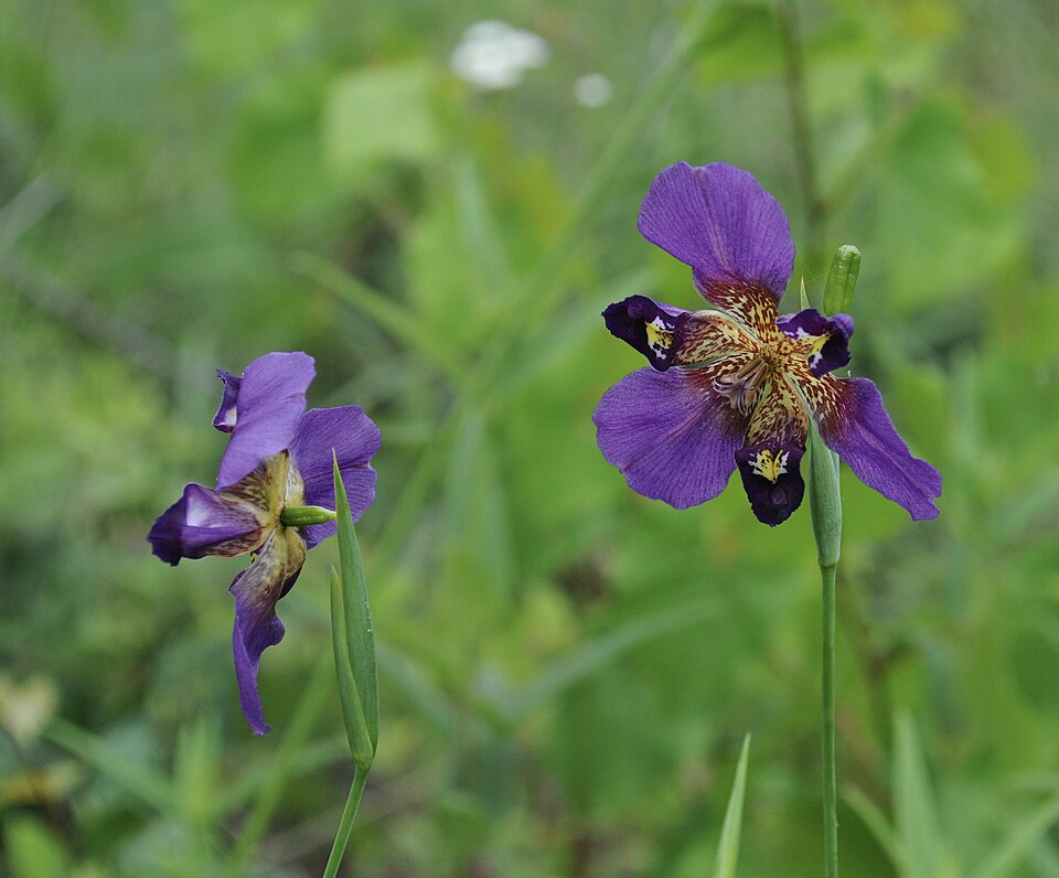 Propeller Flower