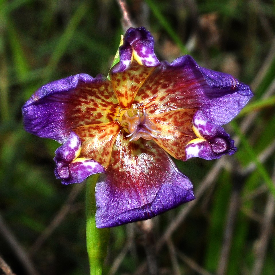 Propeller Flower