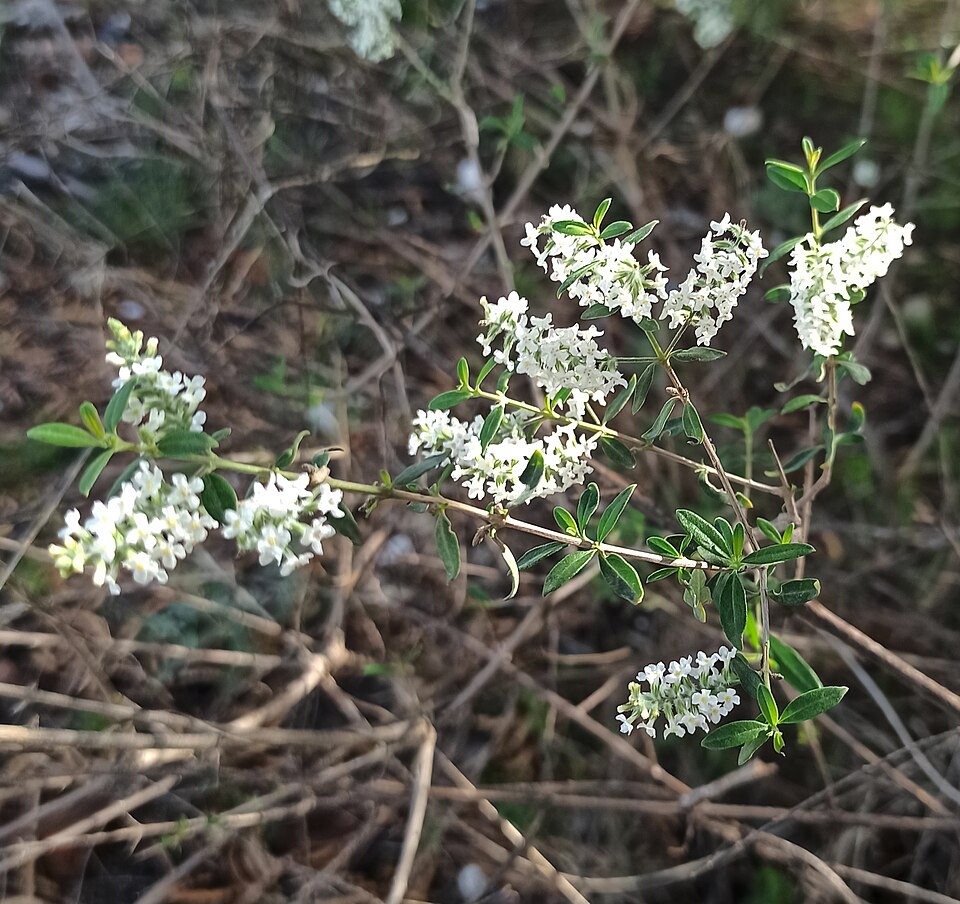 Whitebrush