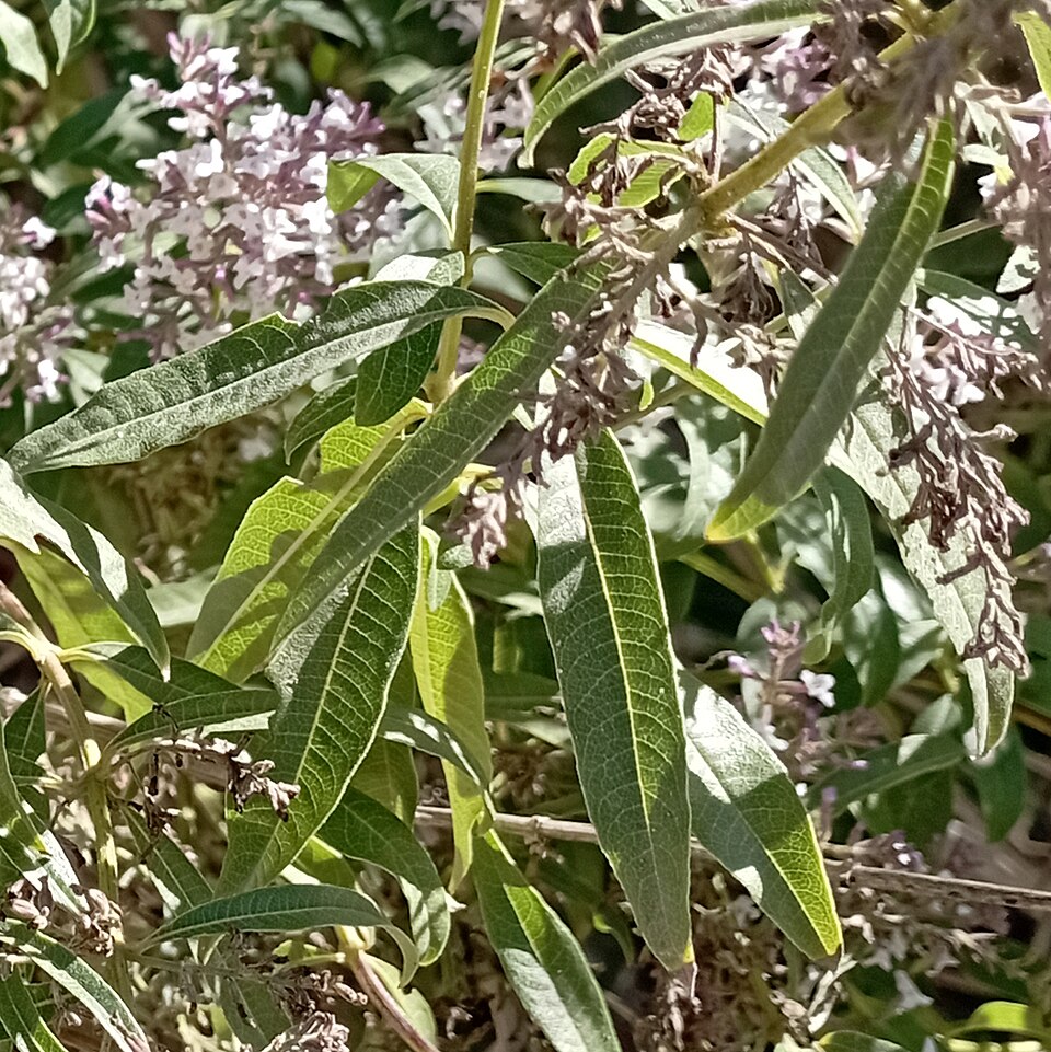 Lemon Beebrush