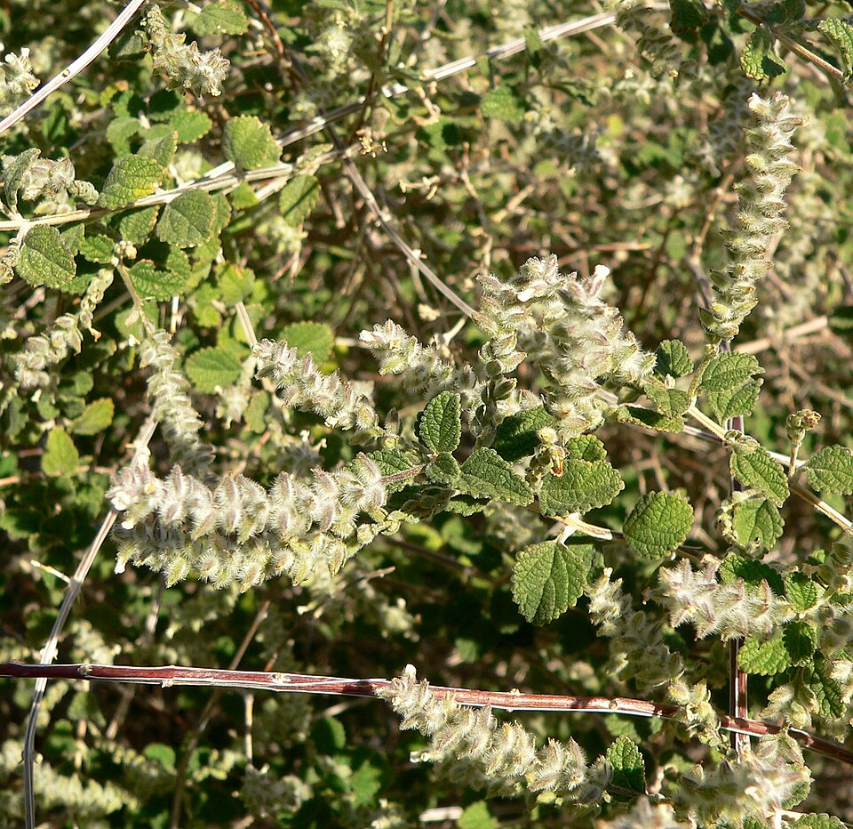 Wright's Beebrush