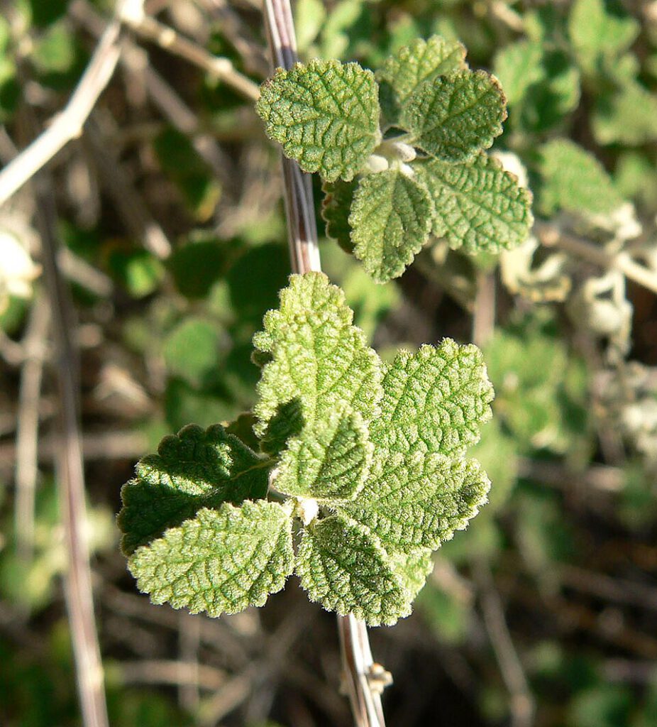 Wright's Beebrush