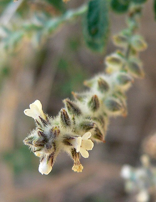 Wright's Beebrush