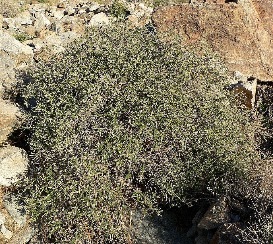 Wright's Beebrush