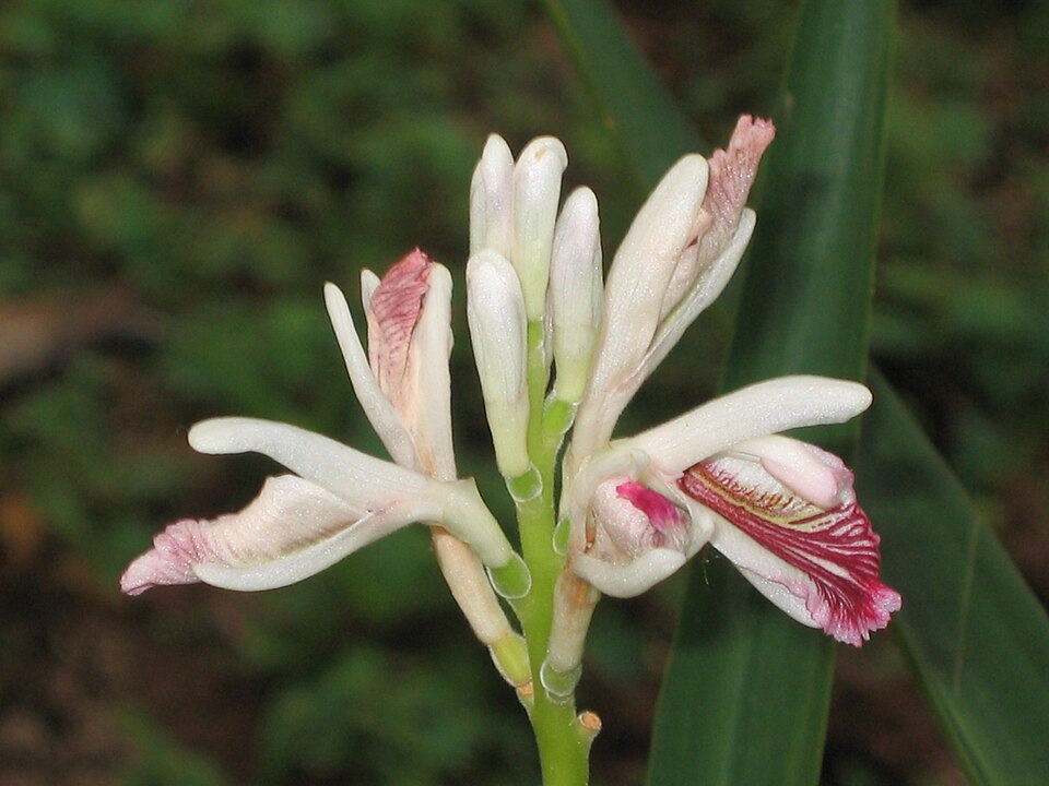 Lesser Galangal