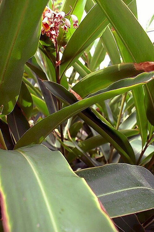 Shellplant
