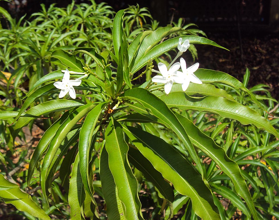 Alstonia
