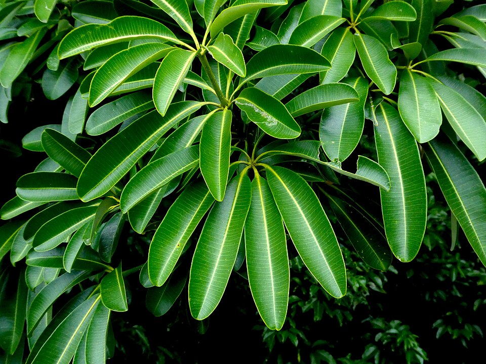 Alstonia