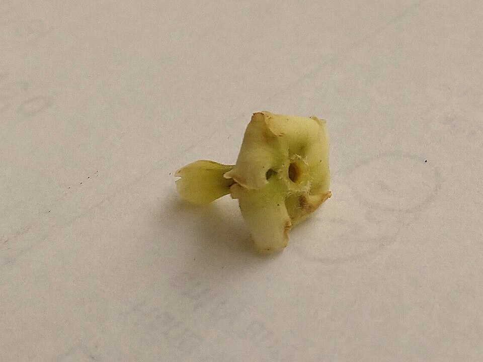 Alstonia