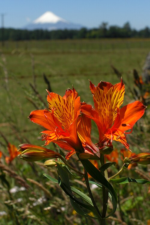 Peruvian-lily