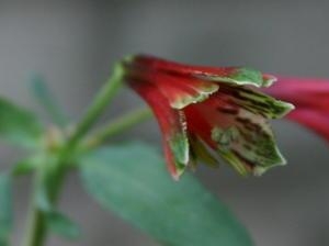 Lily Of The Incas