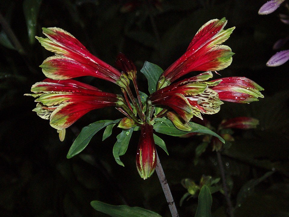 Lily Of The Incas