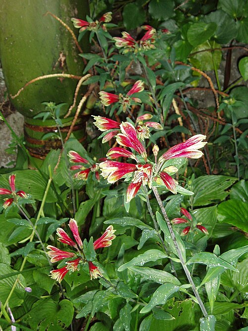 Lily Of The Incas