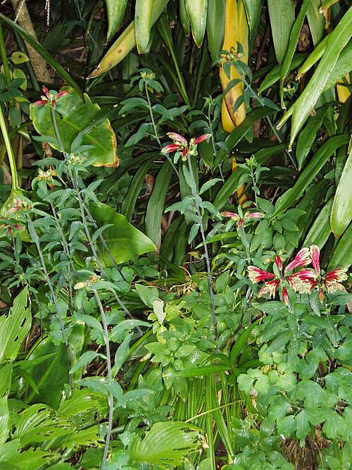 Lily Of The Incas