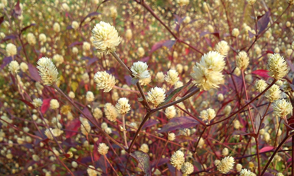 Brazilian Joyweed