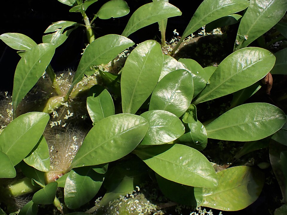Hassler's Alternanthera