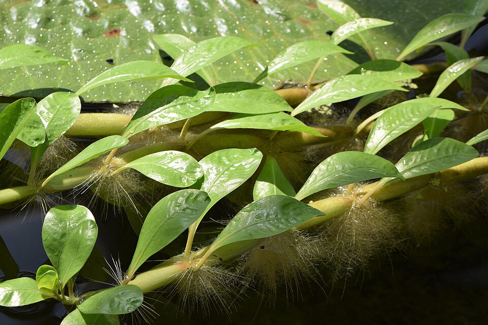 Hassler's Alternanthera