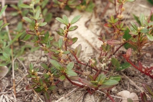 Seaside Joyweed