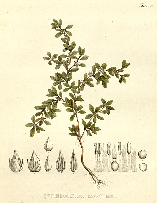 Seaside Joyweed