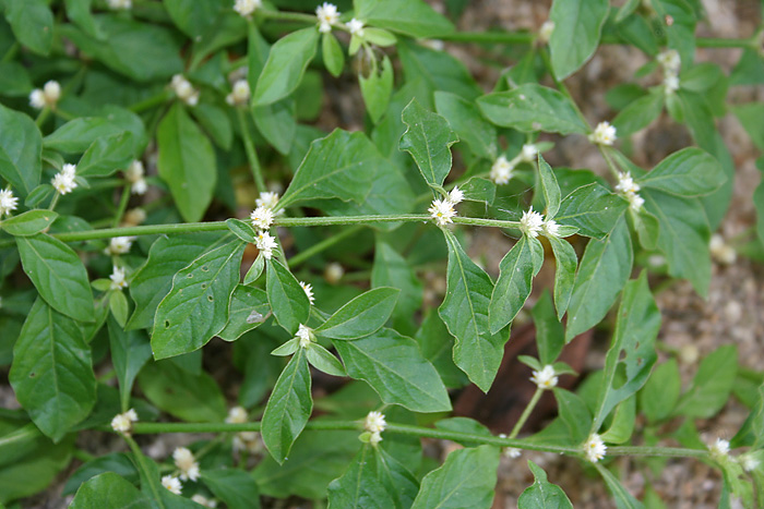 Smooth Joyweed