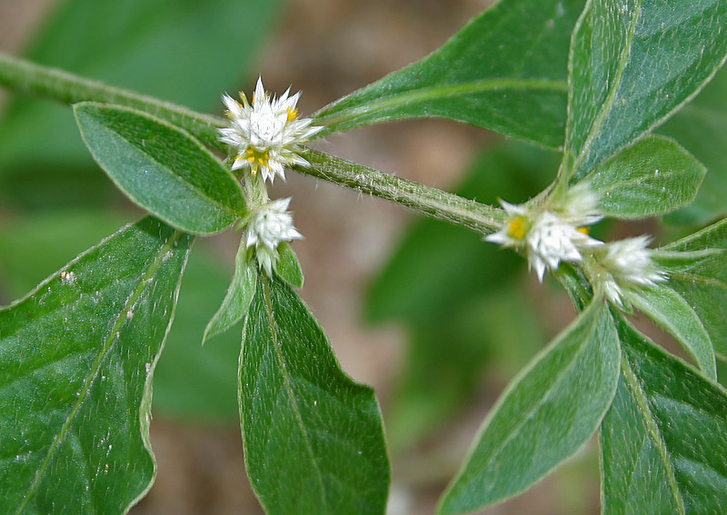 Smooth Joyweed