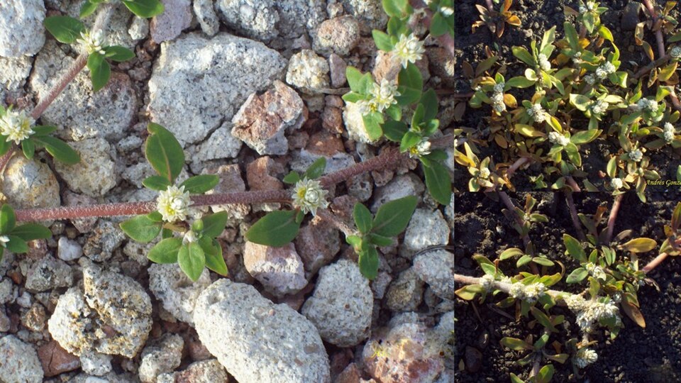 Smooth Joyweed